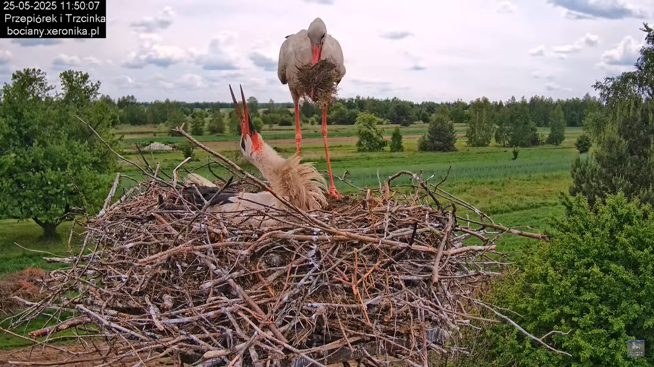 25052025bociany19