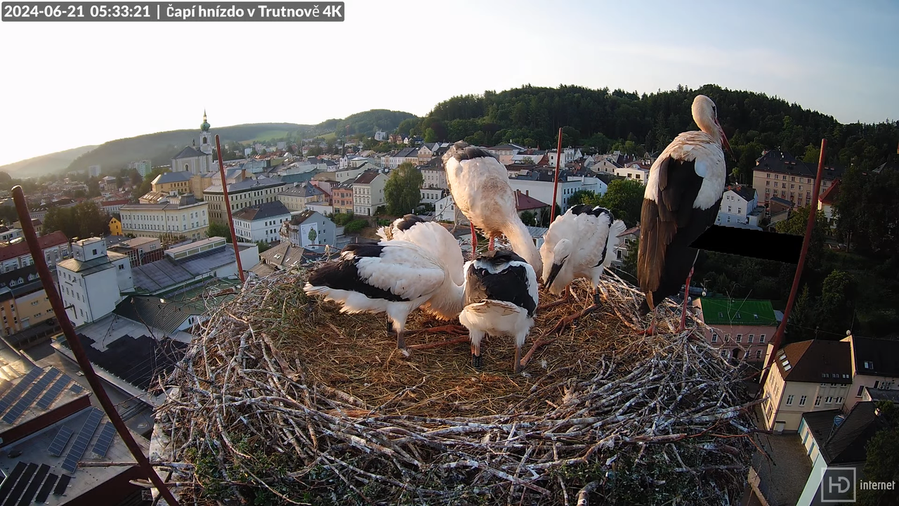 Tiešraidē no stārķa ligzdas uz alus darītavas skursteņa Trutnovā 5-51-56 screenshot