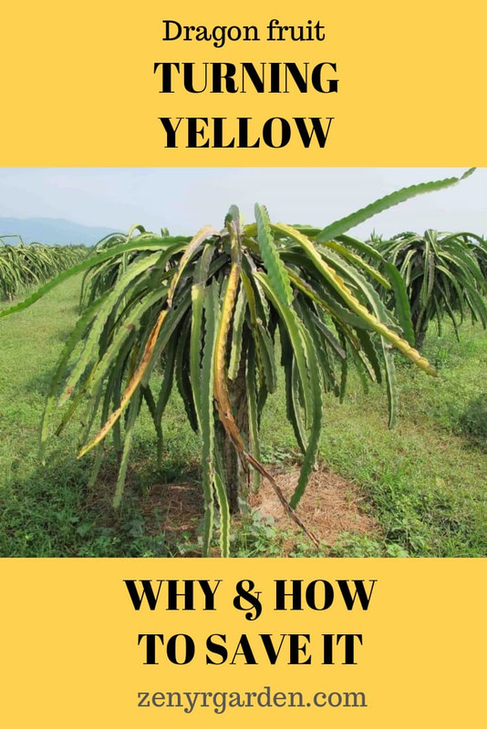 dragon-fruit-plants-turning-yellow.jpg