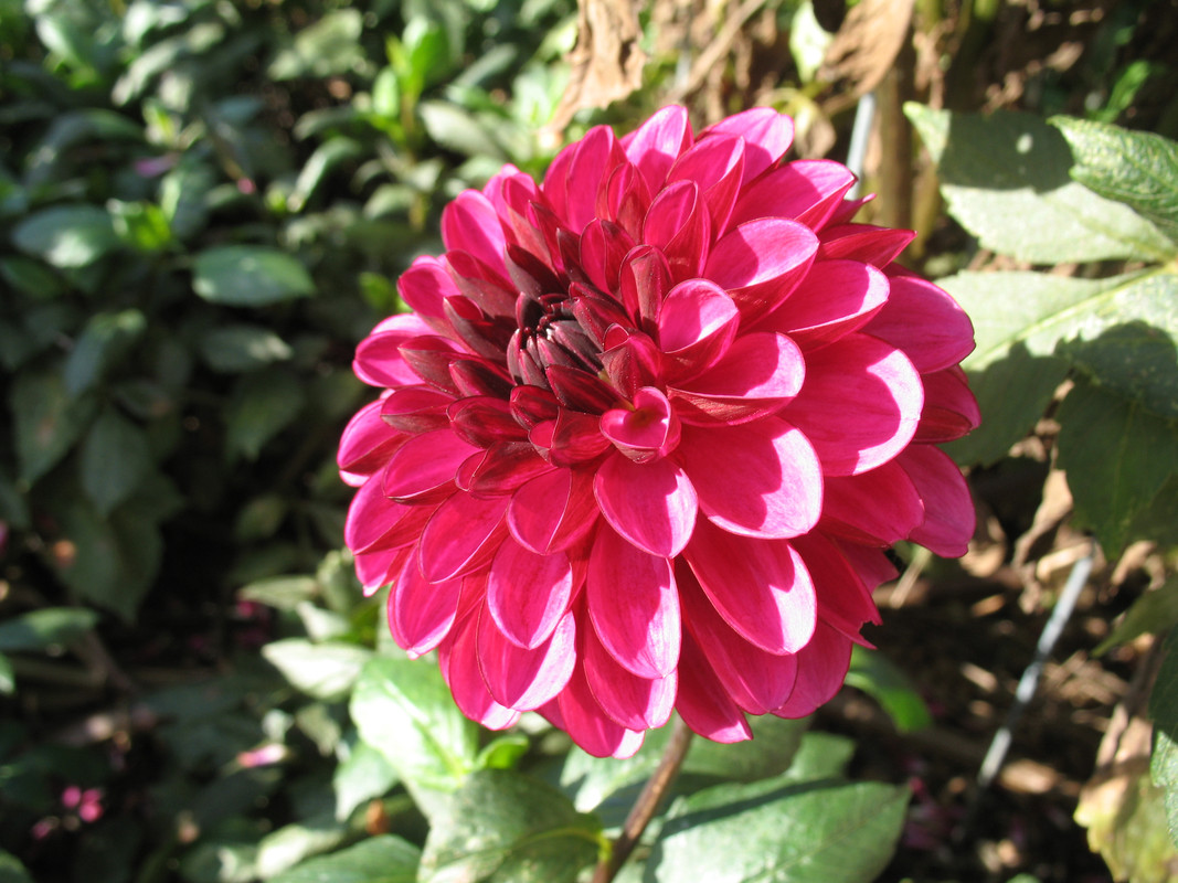 Lawn and Gardens 10.16 (14)