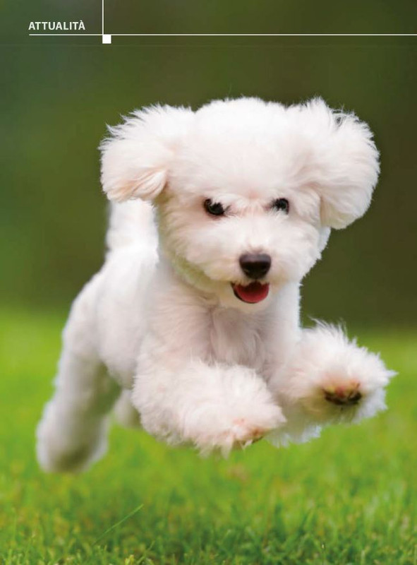 Il M C Dic 2023-Gen 2024 (1)