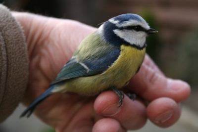 Vogel-In-Hand.jpg