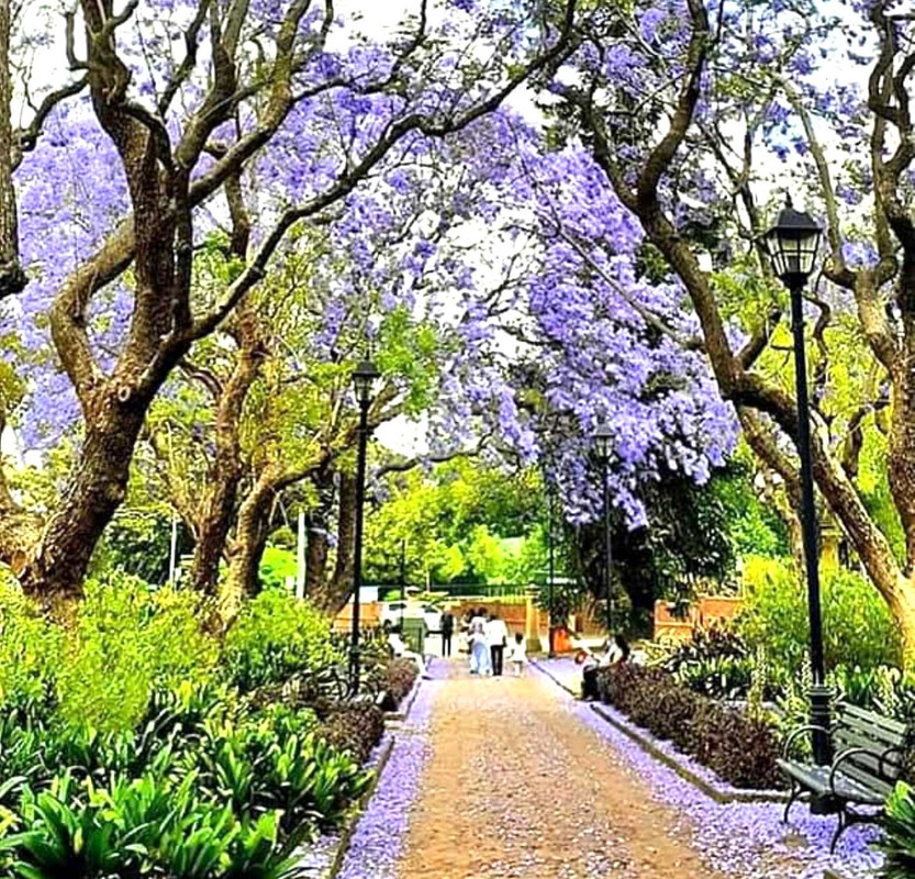 Jacaranda start blooming in our city at parramatta  park