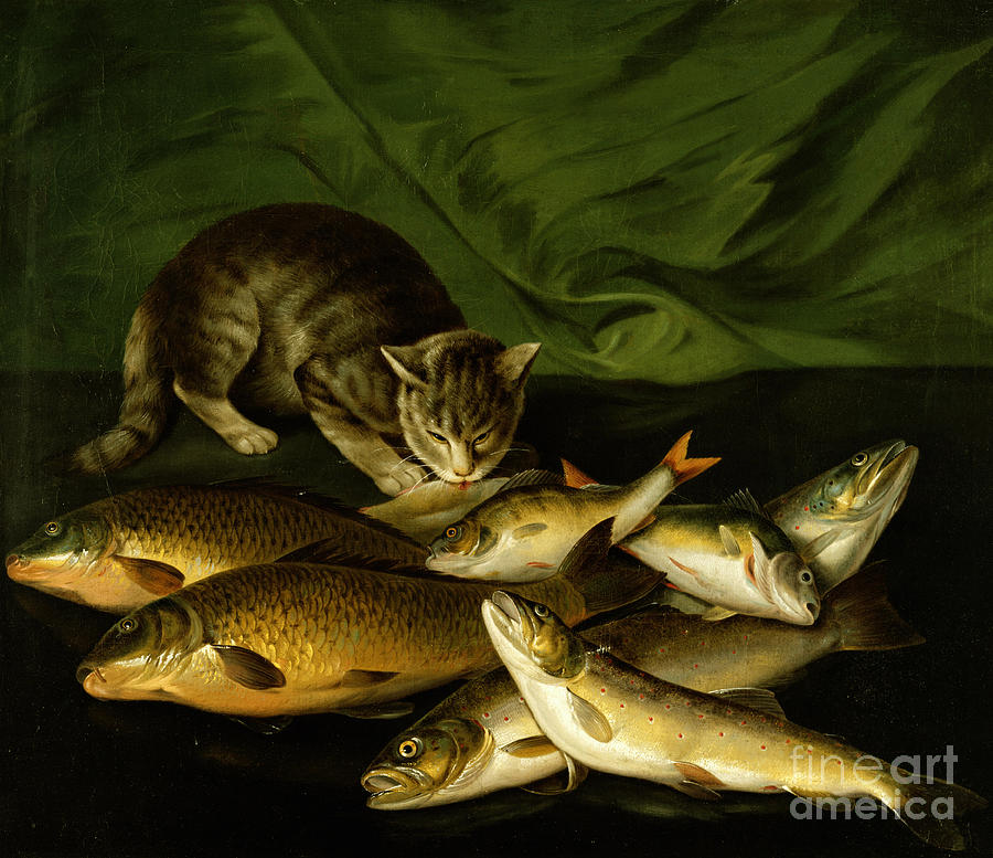 a-cat-with-trout-perch-and-carp-on-a-ledge-stephen-elmer-1
