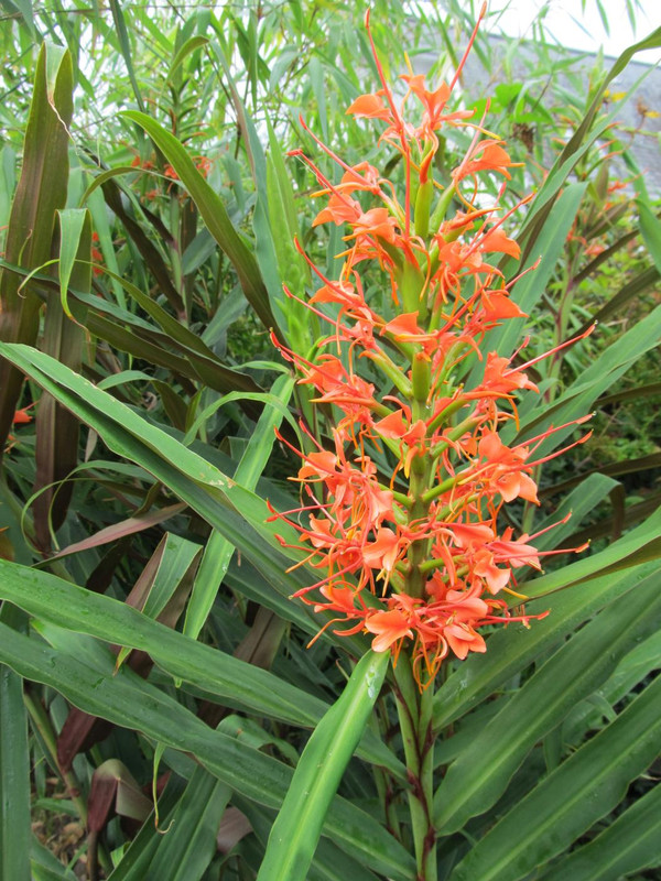 Hedychium aurantiacum