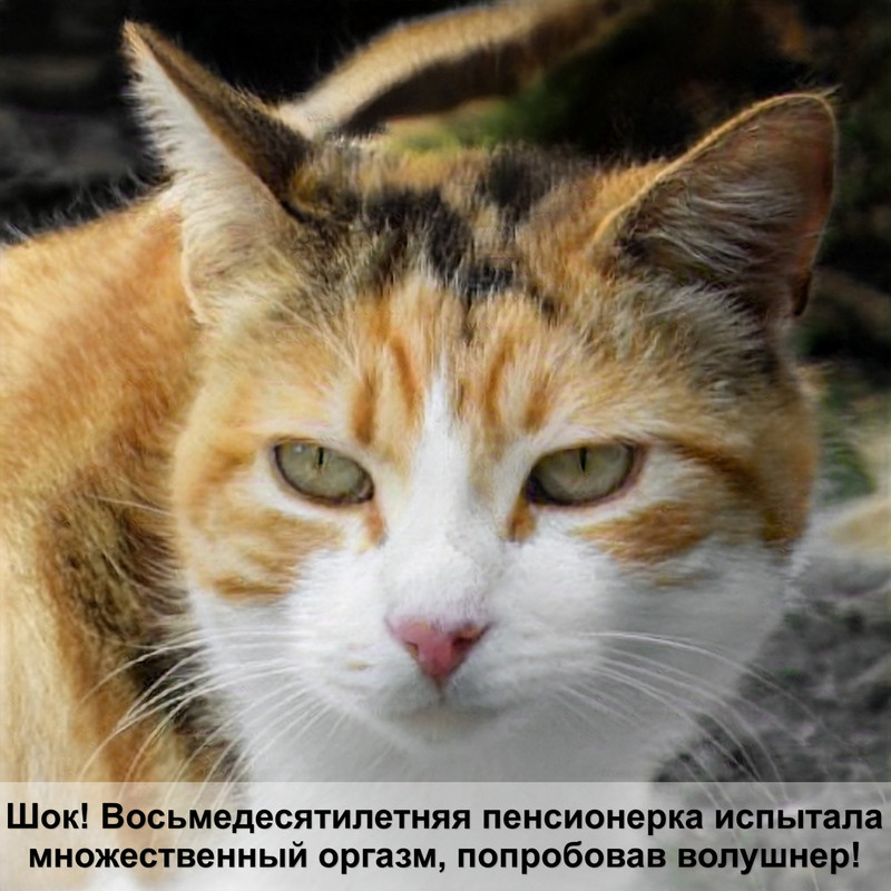 pro plan veterinary diets для кошек