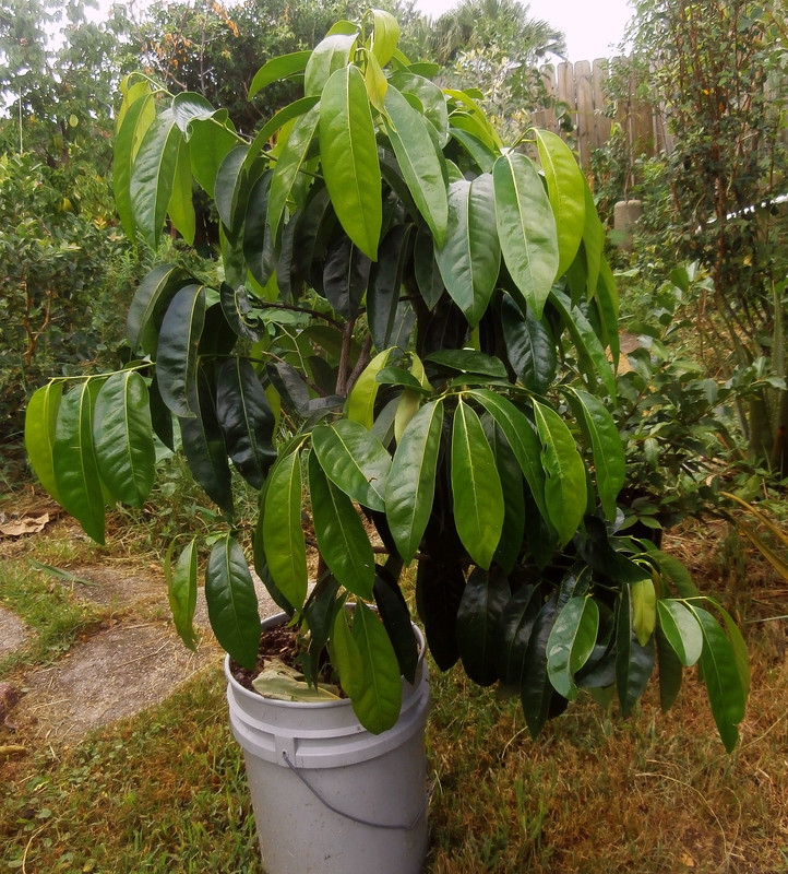 blacsapott2t