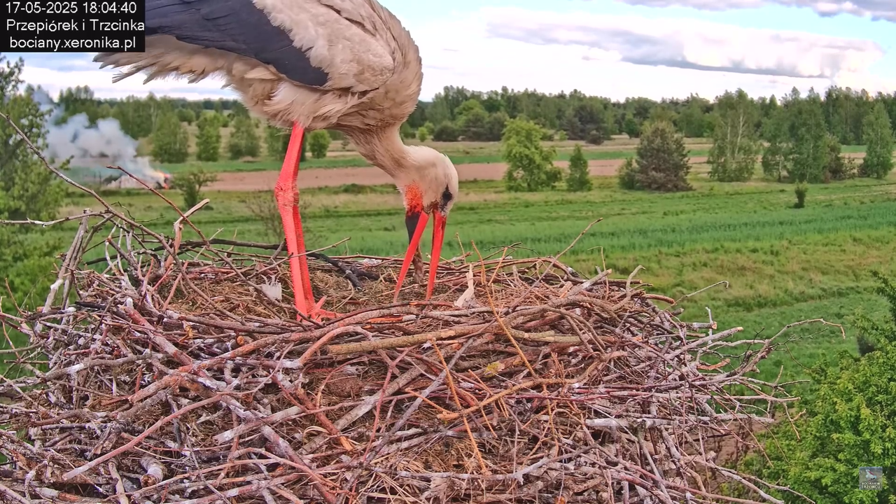 17052025bociany41
