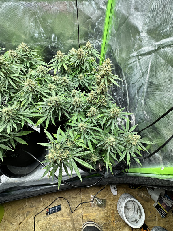 10E8FD5A-0CEE-4DB6-8928-D50183B4D69E