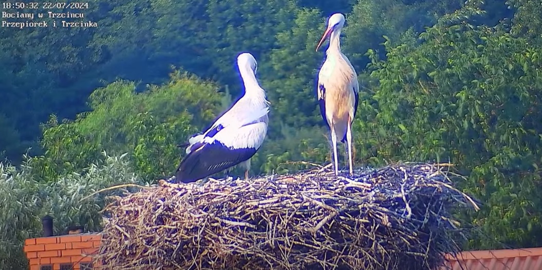 patrzenaciebieicowidze