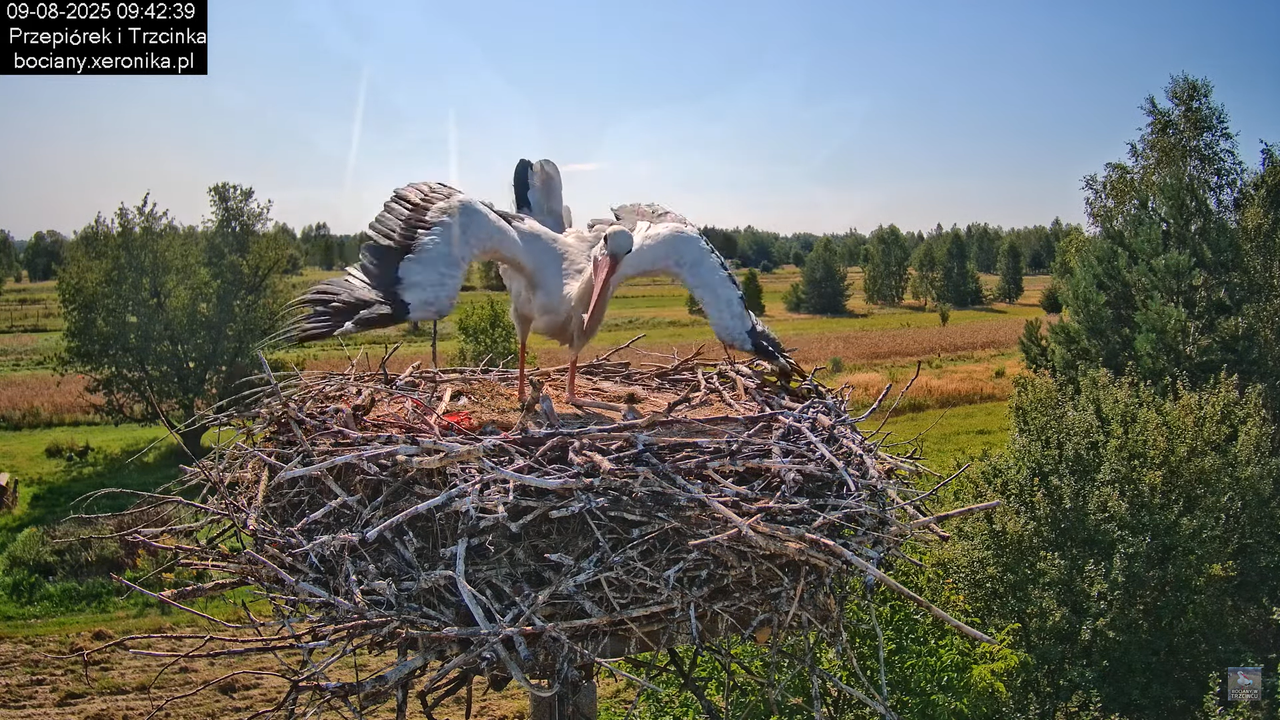 09082025bociany12