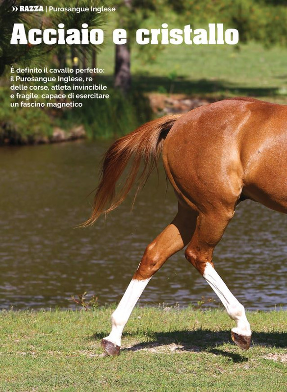 Il Mio Cav (Nov 2021) 5