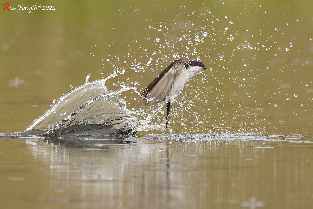 20240716-_5RF4930-CR3