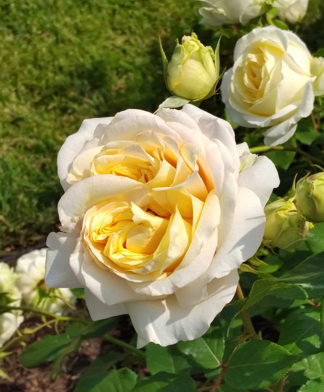 https://i.postimg.cc/MKndMJPb/033-IMG-20230706-112919.jpg