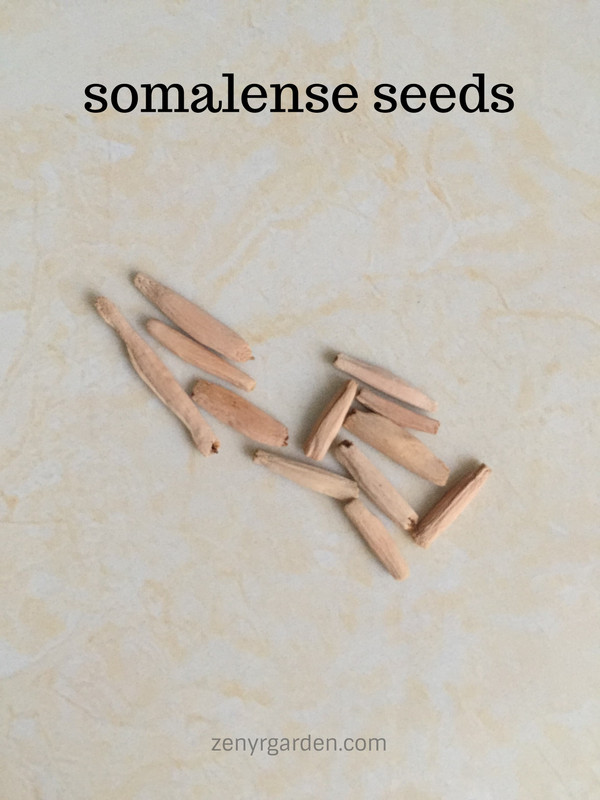 somalense-seeds.jpg