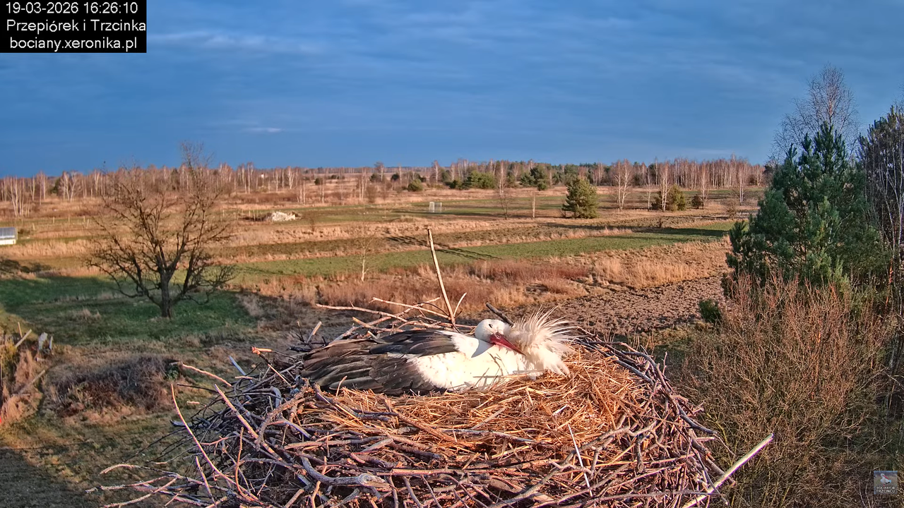 19032026 Powrót Przepiórka 19