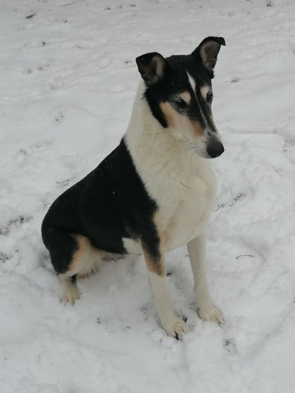 Sileäkarvainen collie, Sandcastle's Pink Memories