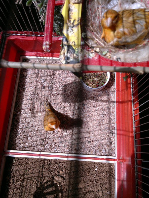 صورة