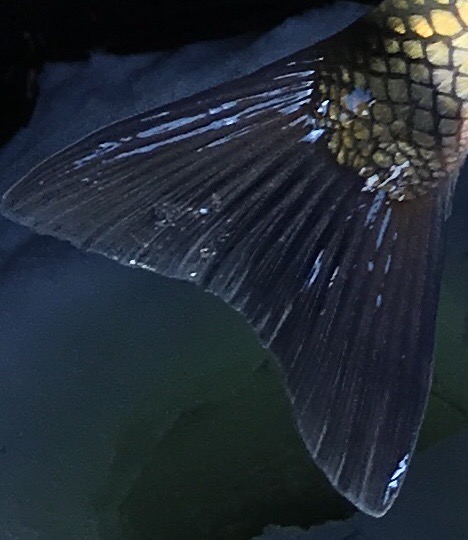 C25AE9F7-8B18-4AE9-AF34-6E1B1DA86450