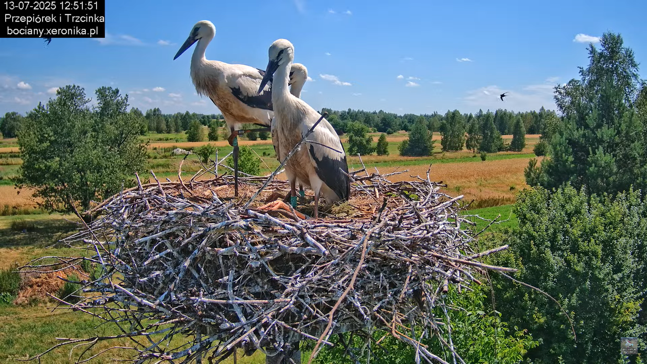 13072025bociany31