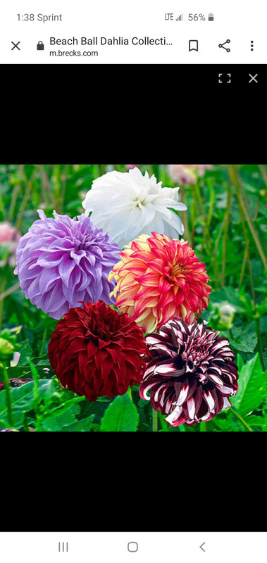 Screenshot_20191221-133840_Chrome