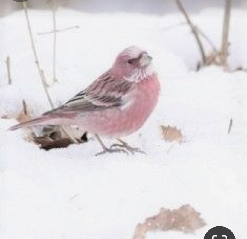 Screenshot_20231225_221037_Pinterest