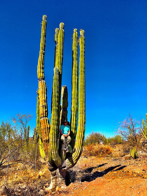 Giant Cardon