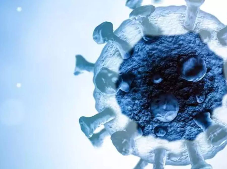 pandoravirus
