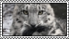 snow leopard