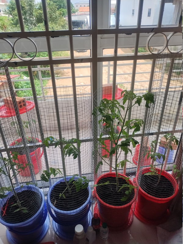 Tomatoes 261004