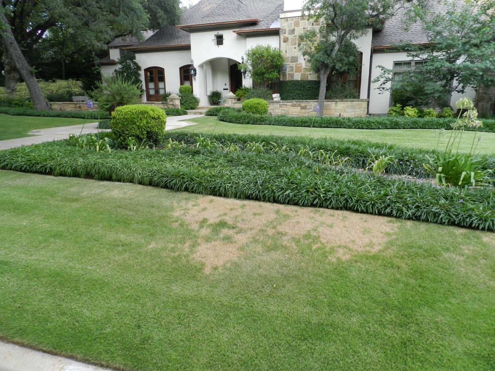 Fungus in Zoysia Jul 2013