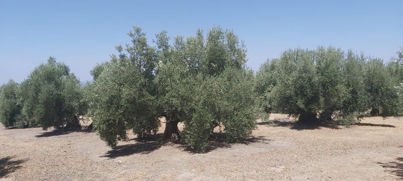 Seguimiento evolutivo finca de secano en Jaén - Página 2 PHOTO-04