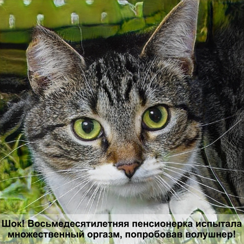 серая кошка