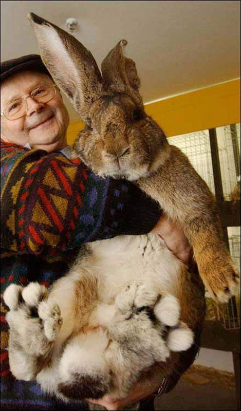 Flemish giant rabbit