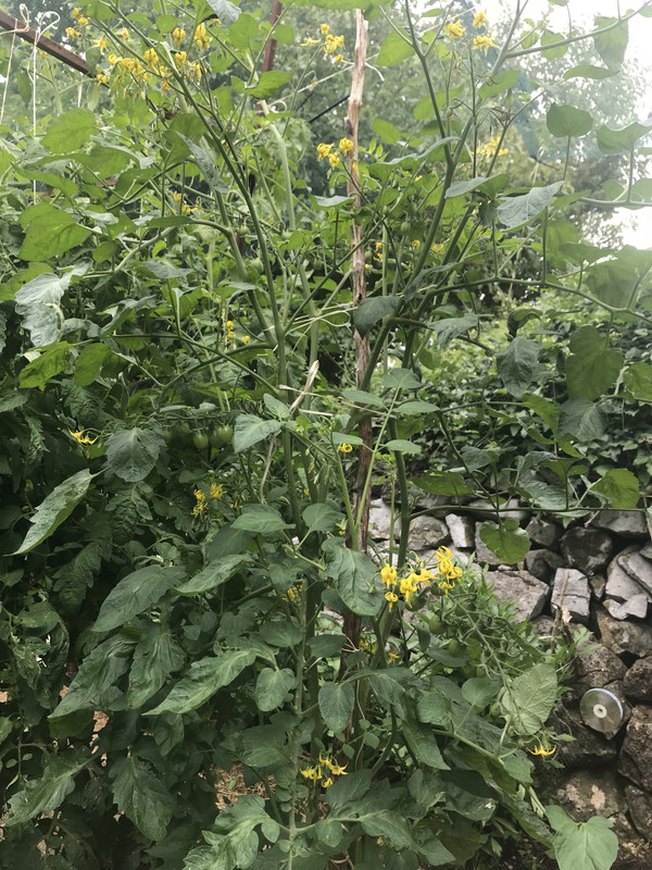 рома черешки