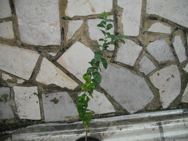 DSCF0197