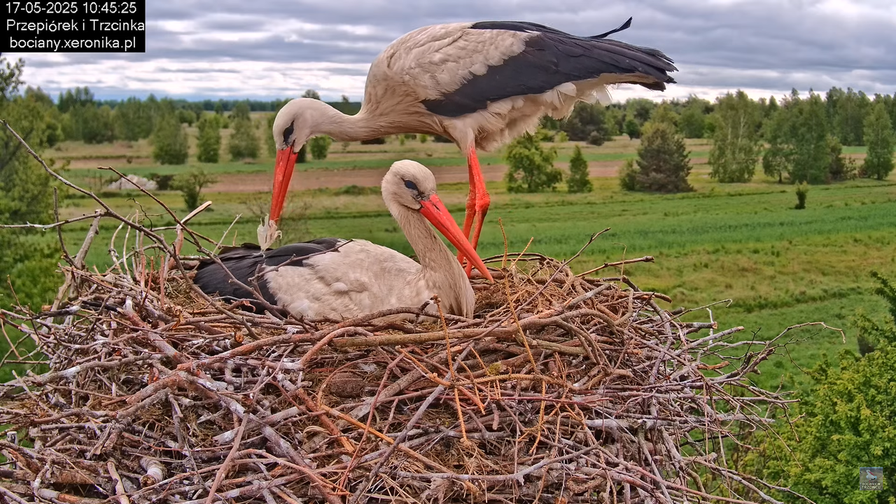 17052025bociany19