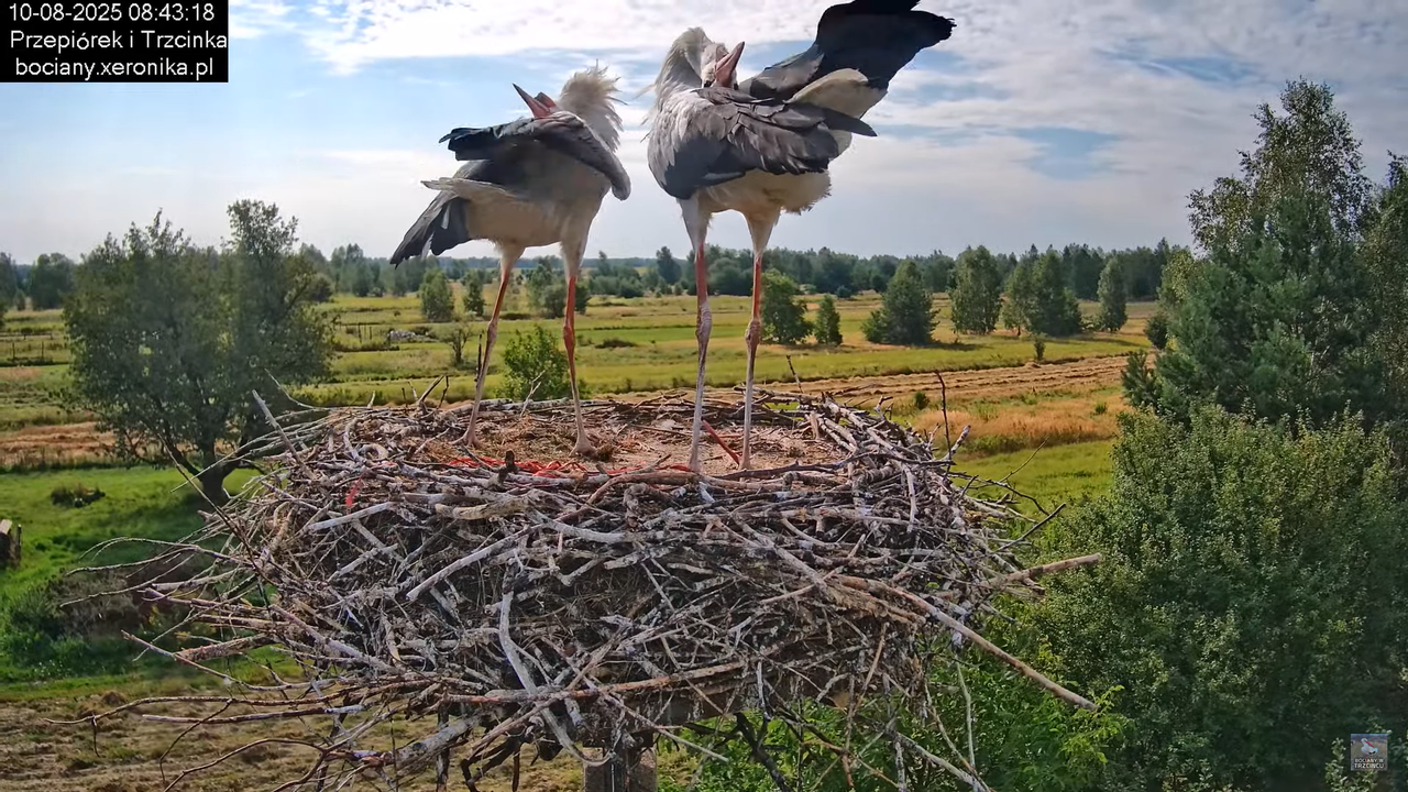 10082025bociany10