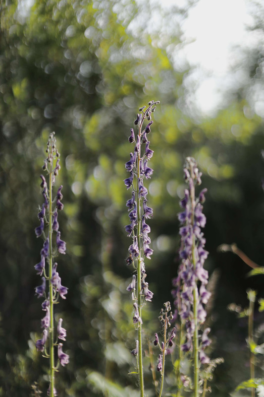 Sample photo taken with the Canon EOS R8 Mark II, wildflowers with a soft bokeh background