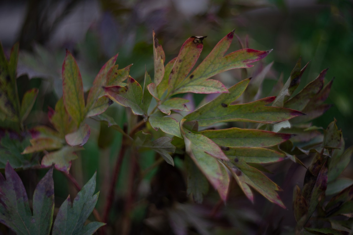 IMG-15630e2129a77e8f68eefae22c9fdf05-V