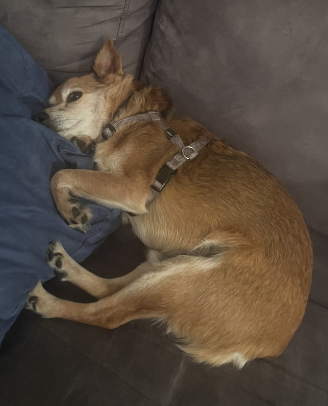 [Image: 2219-EE59-E64-E-4-E3-E-B03-D-B9-C12-E241785.jpg]