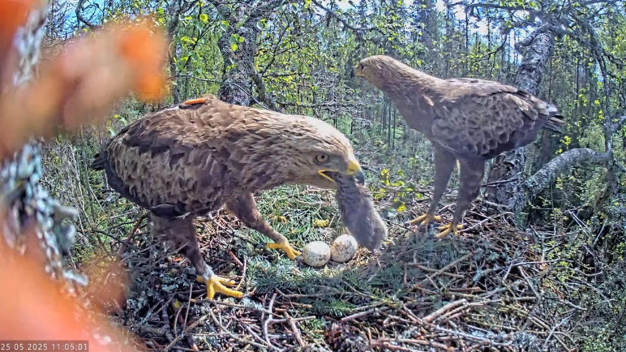 Väike-konnakotkas __ Clanga pomarina __ Lesser Spotted Eagle 13-54-51 screenshot