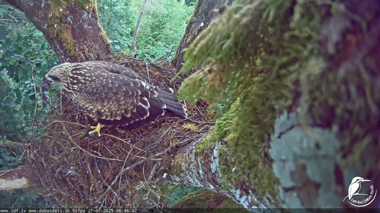 Melnās klijas (Milvus migrans) Kurzemē_ peļu klijāni (Buteo buteo) 8-56-52 screenshot