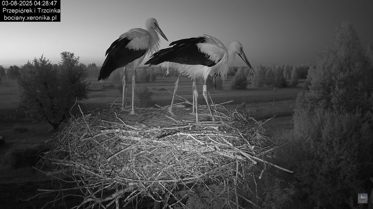 03082025bociany4