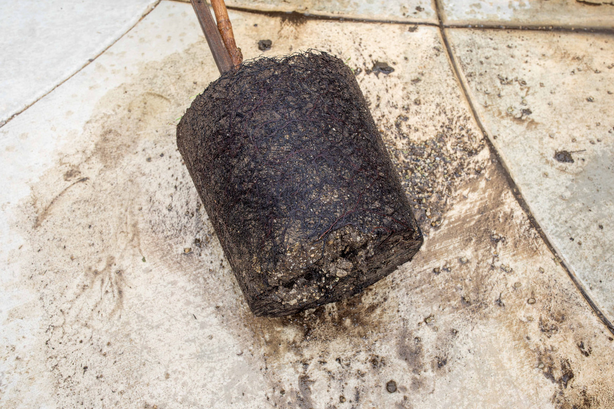 8U1A4970  Ataulfo Lower Rootstock Exposed (8-12-2023)