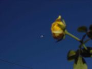 8.2.photogenic december baby II