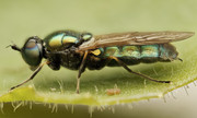https://i.postimg.cc/MMVQYVQG/Stratiomyidae-Chloromyia-formosa2c.jpg