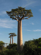 50 Ariary Madagascar 2005 800px-Adansonia-grandidieri-02