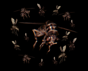 [تصویر:  bug-swarm.png]