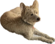 BAA187-DC-9223-462-C-B728-7-D133-E3-C9259